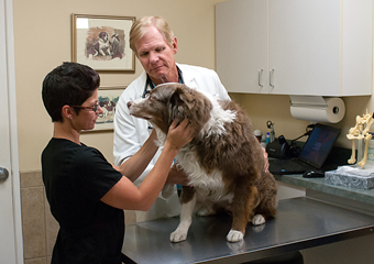 palm desert veterinarian