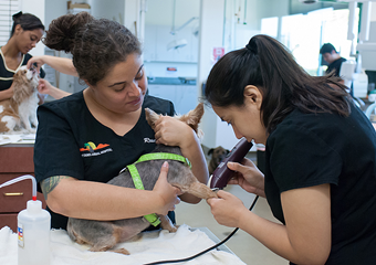 palm desert veterinarian